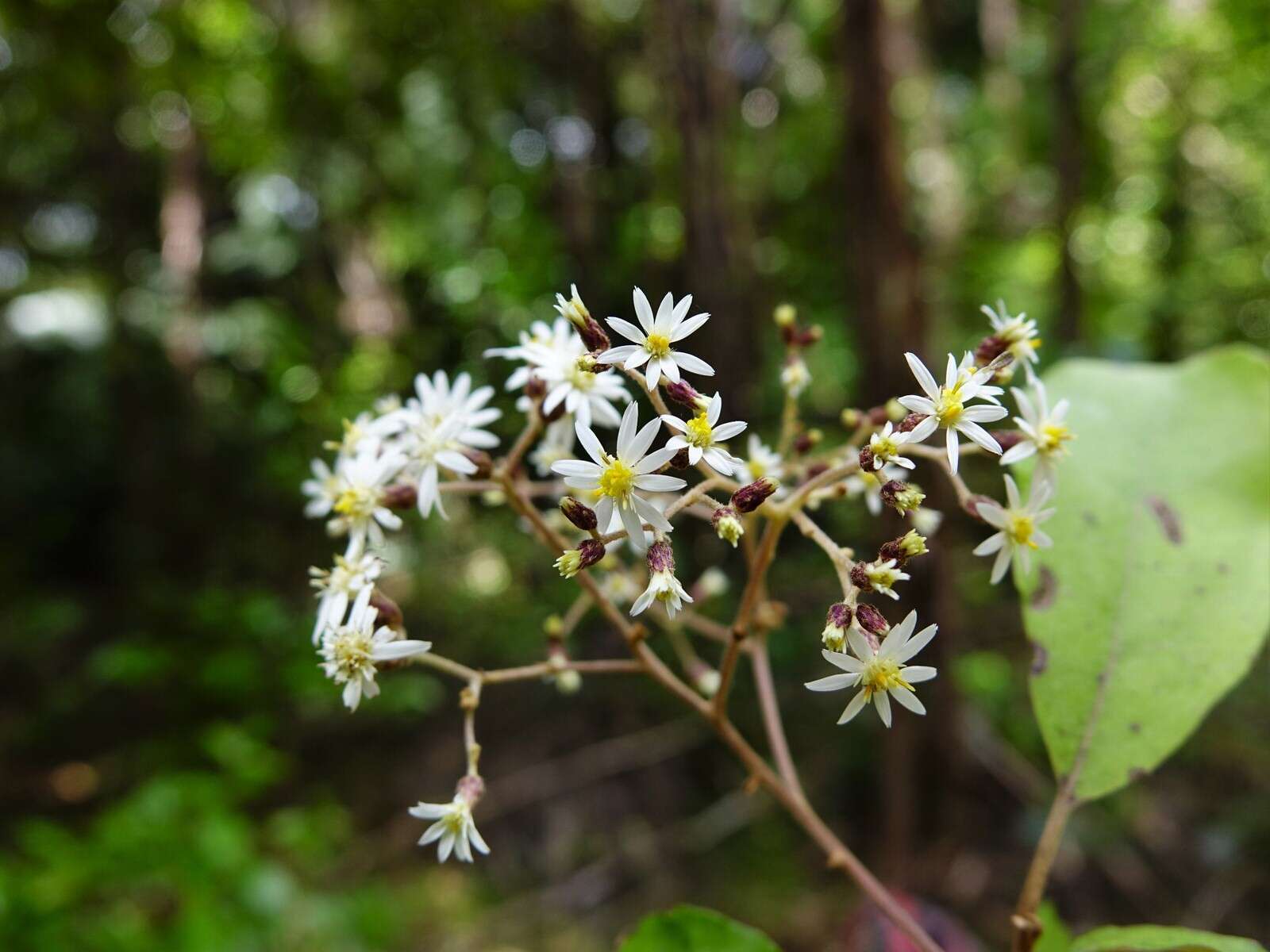 Image of <i>Olearia <i>rani</i></i> var. rani