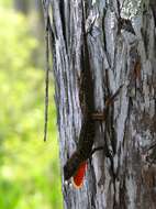 Image of Bahaman brown anole