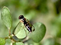 Image of Allograpta ventralis (Miller 1921)