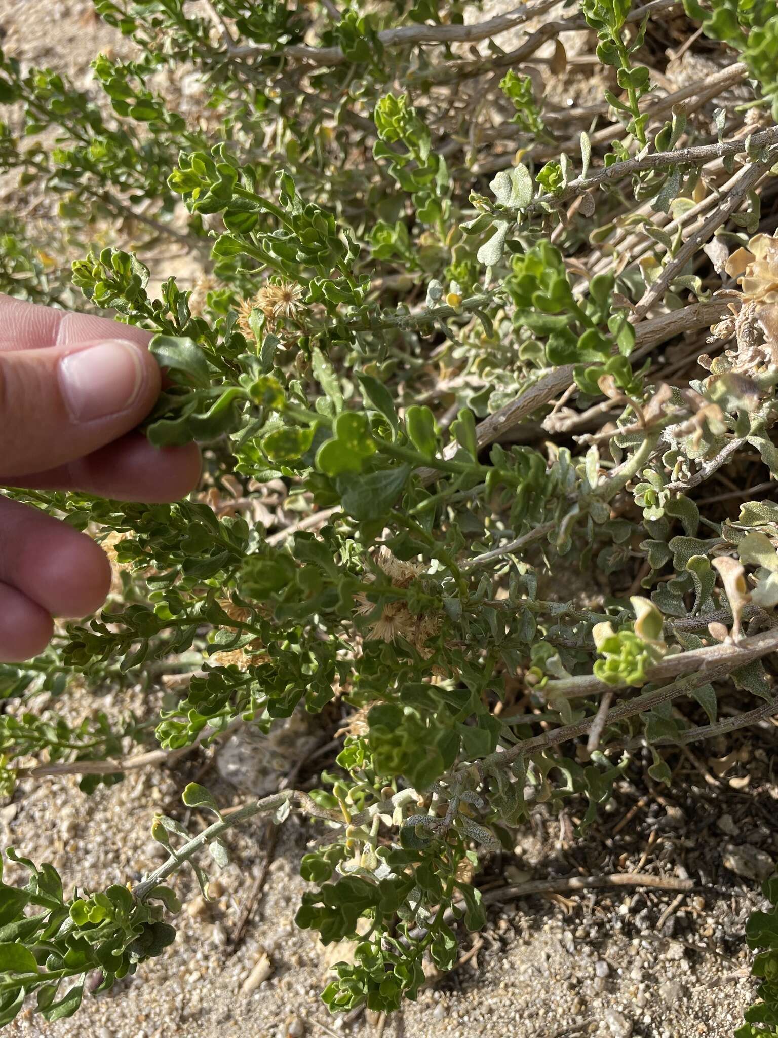 Image of Ericameria cuneata var. cuneata