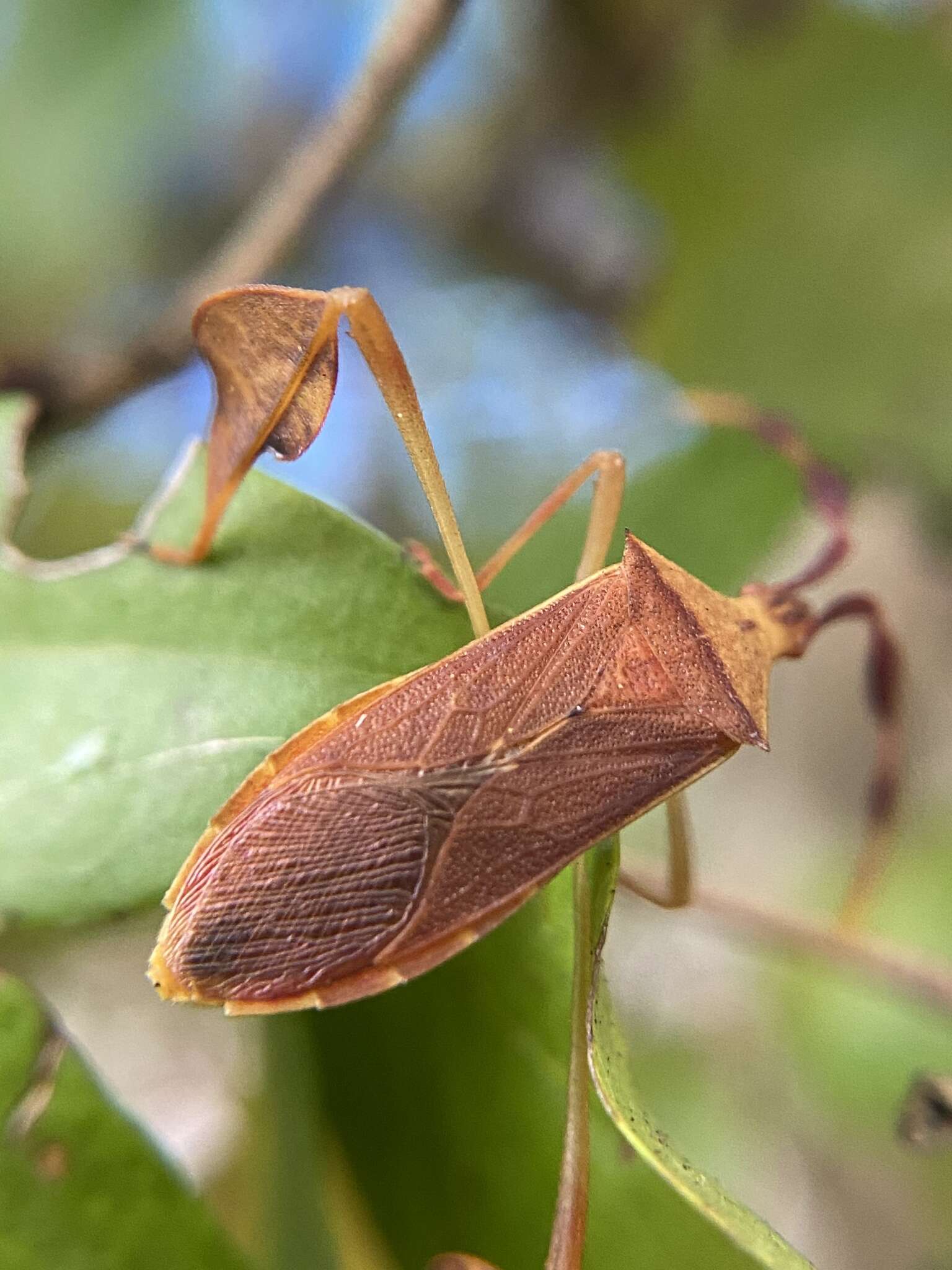 صورة Chondrocera laticornis Laporte 1832