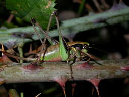 Image of Eupholidoptera tyrrhenica Allegrucci, Massa, Trasatti & Sbordoni 2014