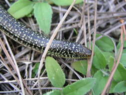 Image of Glass Lizards