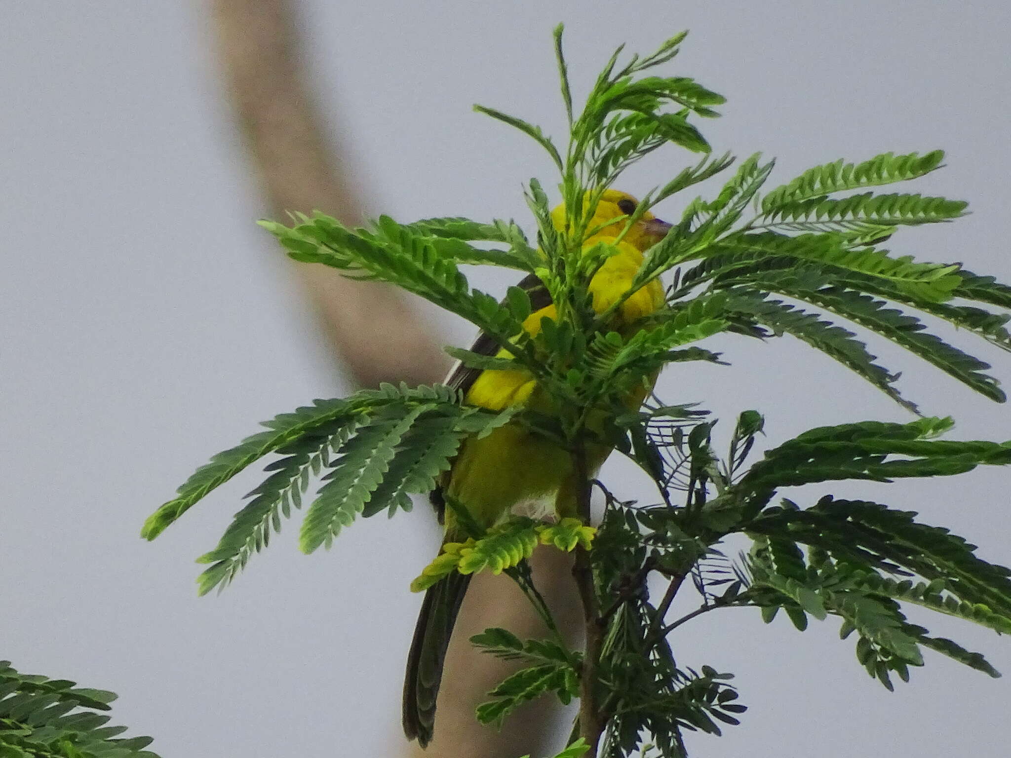 Image of Spot-breasted Oriole