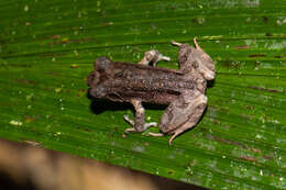 Leptobrachella sabahmontana (Matsui, Nishikawa & Yambun 2014)的圖片