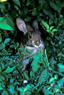 Image of Key Rabbit