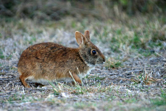 Image of Key Rabbit