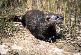 Image of Otter sp.