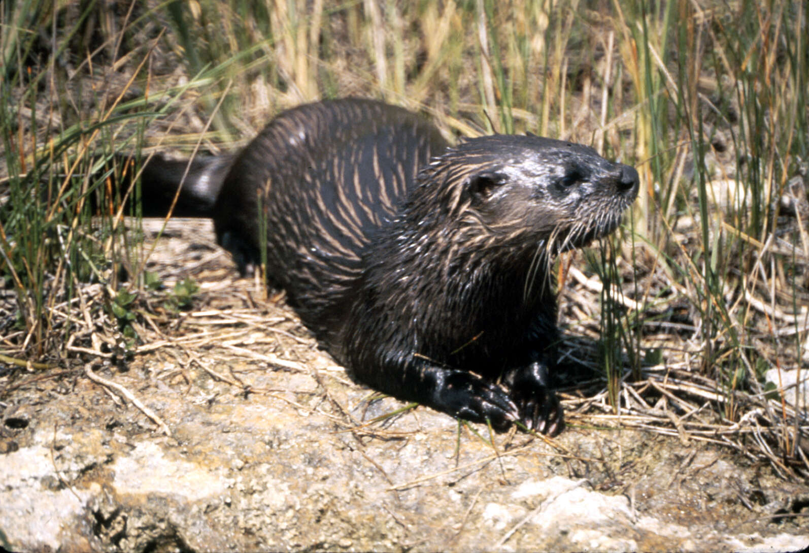 Image of Otter sp.