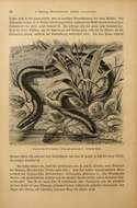 Слика од Ichthyophis glutinosus (Linnaeus 1758)