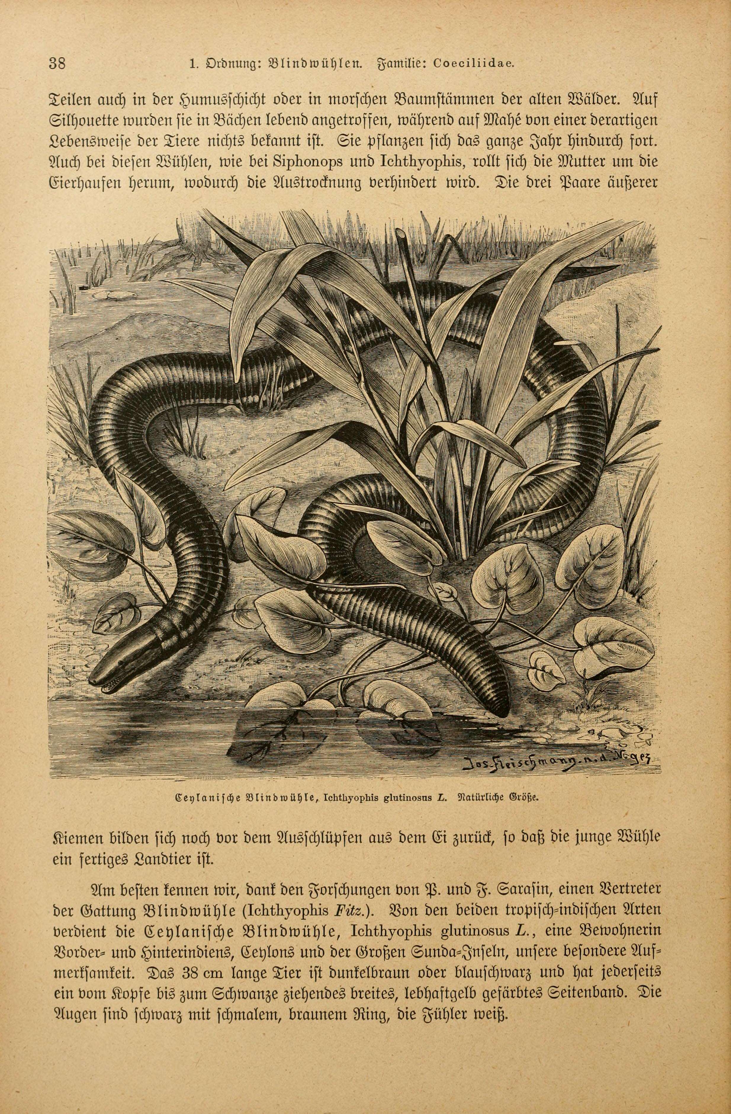 Image of Ceylon Caecilian