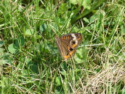 Image of <i>Junonia <i>coenia</i></i> coenia