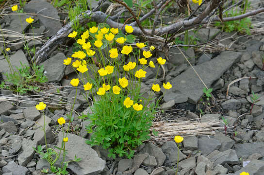 Image of Turner's buttercup