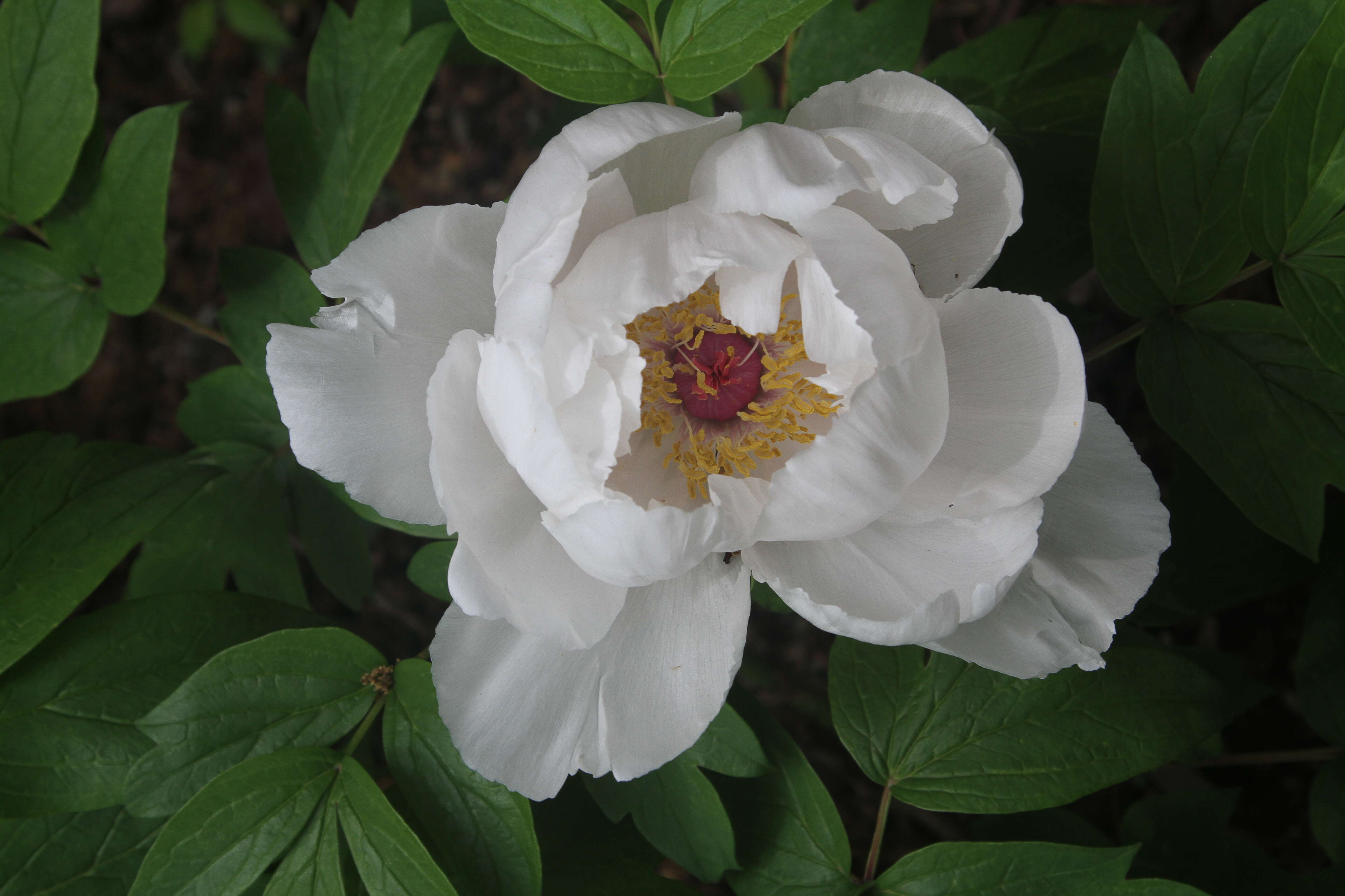 Слика од Paeonia ostii Tan Hong & Jia-xun Zhang