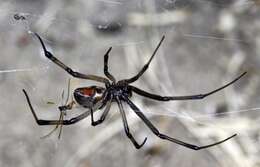 Image de Latrodectus geometricus C. L. Koch 1841