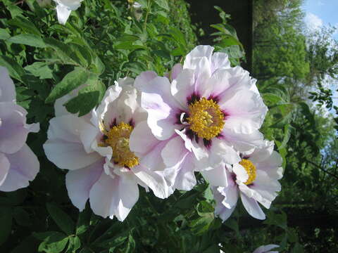 Image of Paeonia rockii (S. G. Haw & Lauener) T. Hong & J. J. Li ex D. Y. Hong