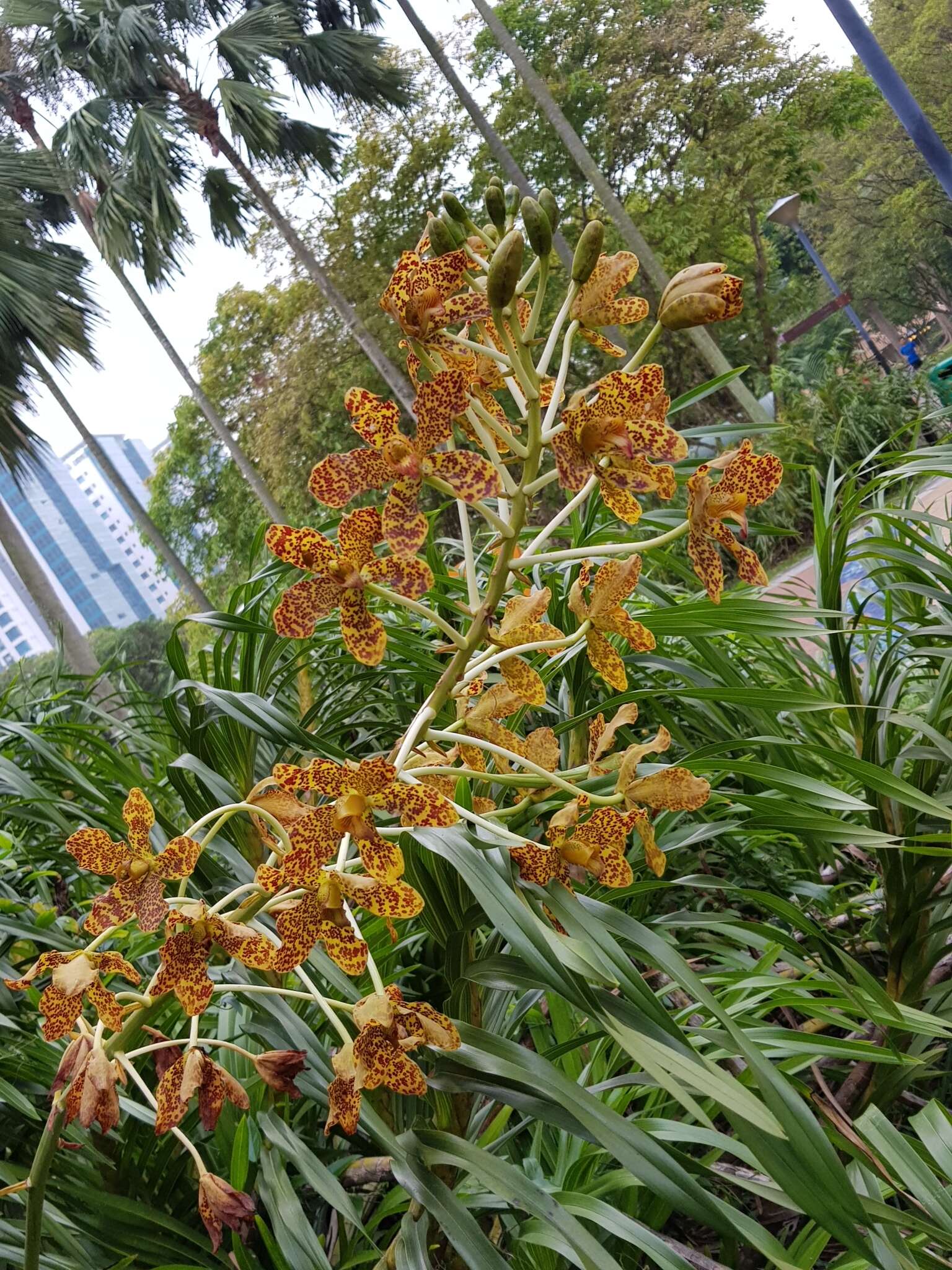 Grammatophyllum speciosum Blume的圖片