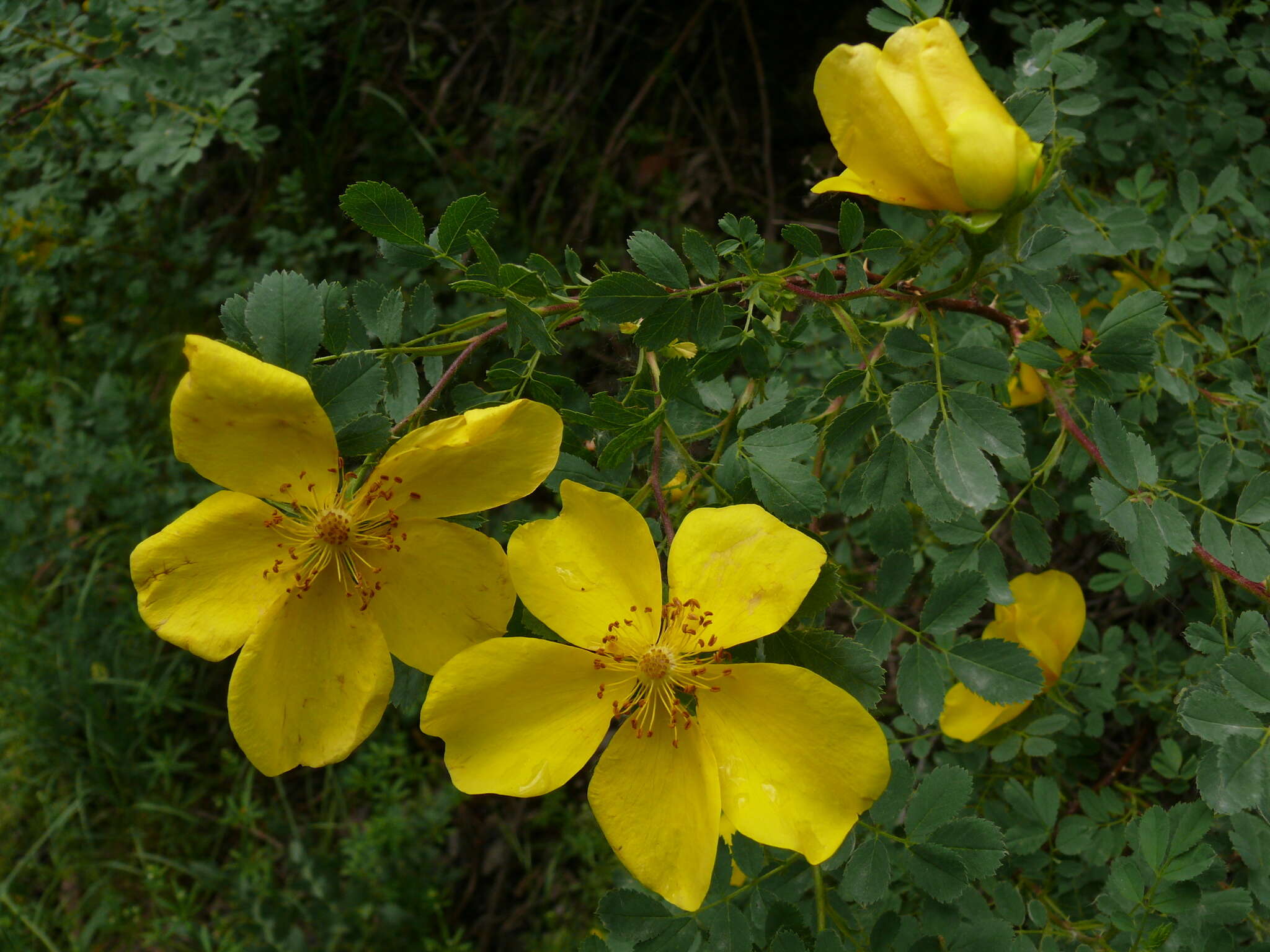 Image of Rosa hemisphaerica J. Herrm.