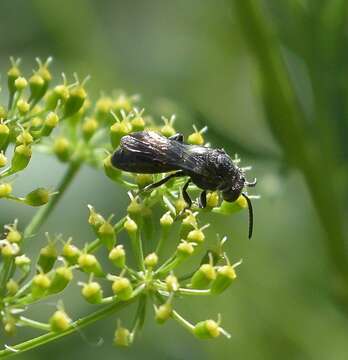 Image de Sphecodes heraclei Robertson 1897