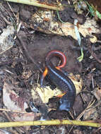 Image of Ensatina eschscholtzii oregonensis (Girard 1856)