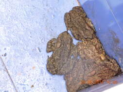 Image of Himalayan Toad