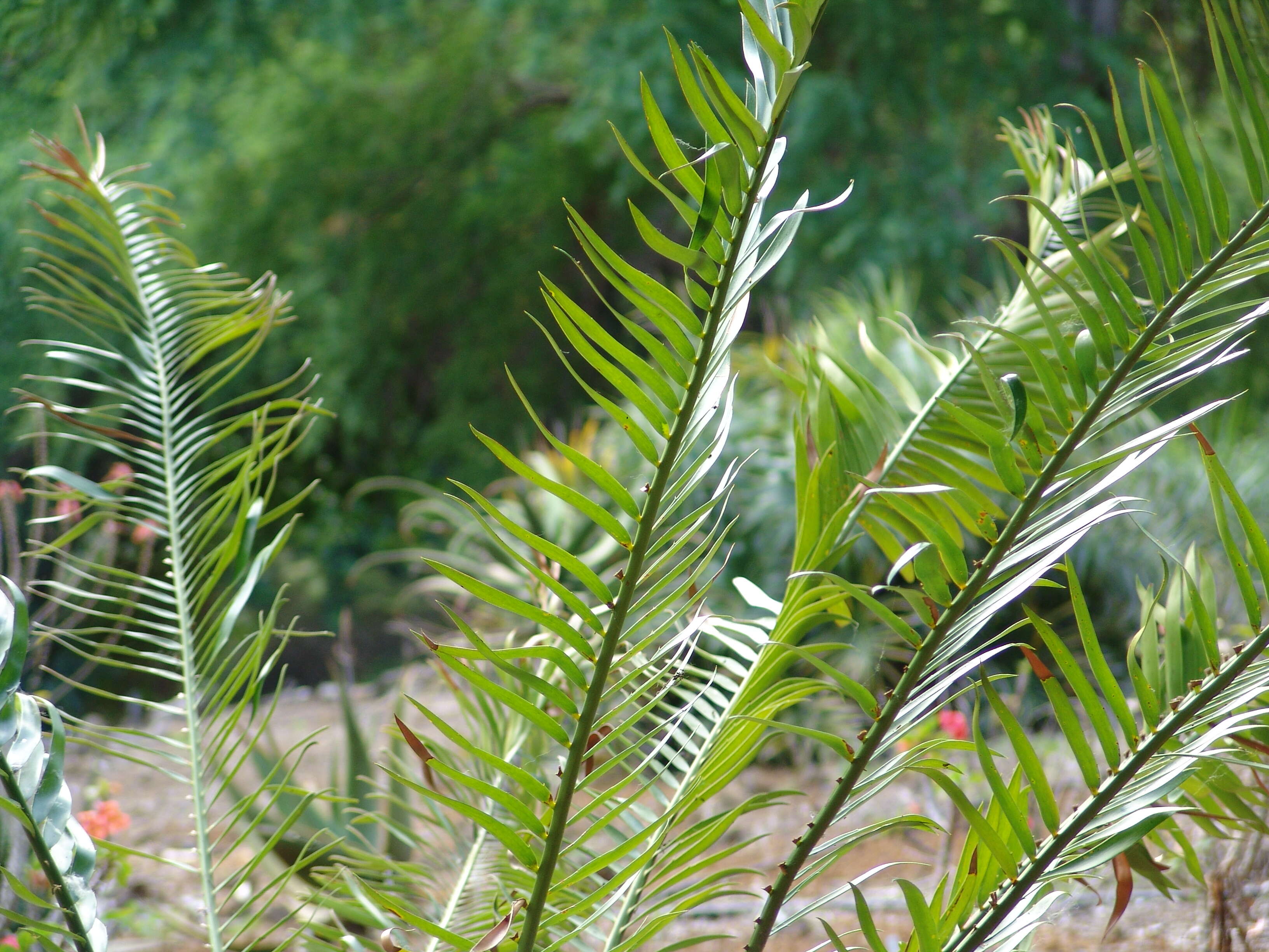 Image of Cycad