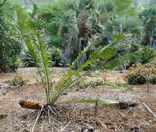 Image of Cycad