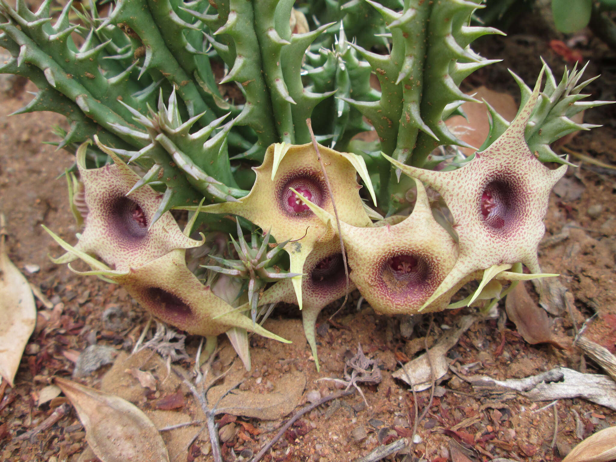 Plancia ëd Ceropegia verekeri subsp. verekeri