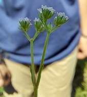 Imagem de Valerianella dentata (L.) Pollich