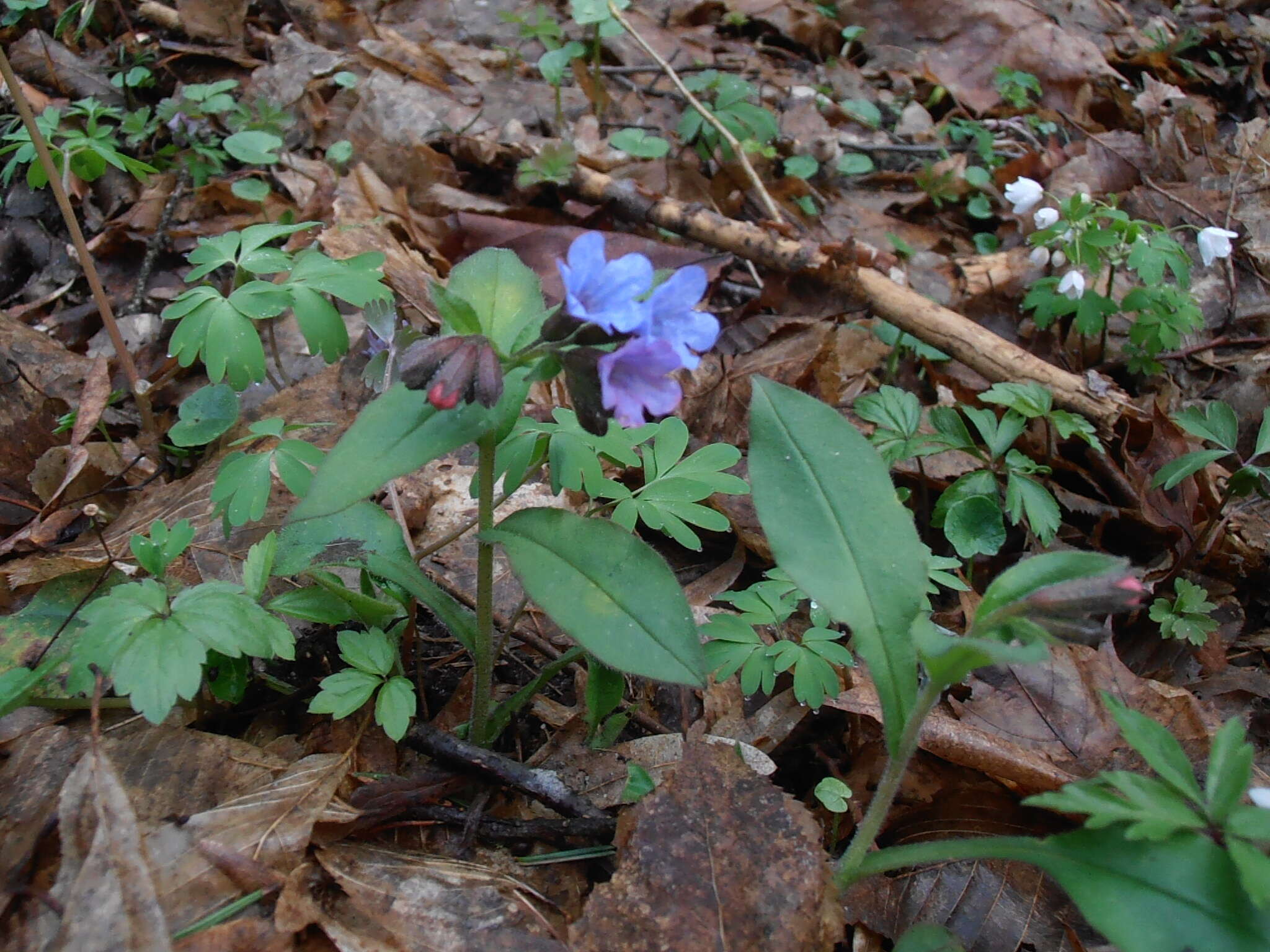 Image of Pulmonaria obscura Dumort.