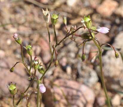 Image of Wahlenbergia lobelioides subsp. nutabunda (Guss.) Murb.