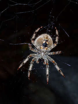 Image de Araneus gemma (McCook 1888)