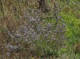 Image of Algerian sea lavender