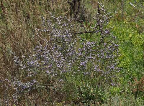 Image of Algerian sea lavender