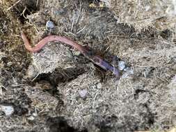 Image of red earthworm