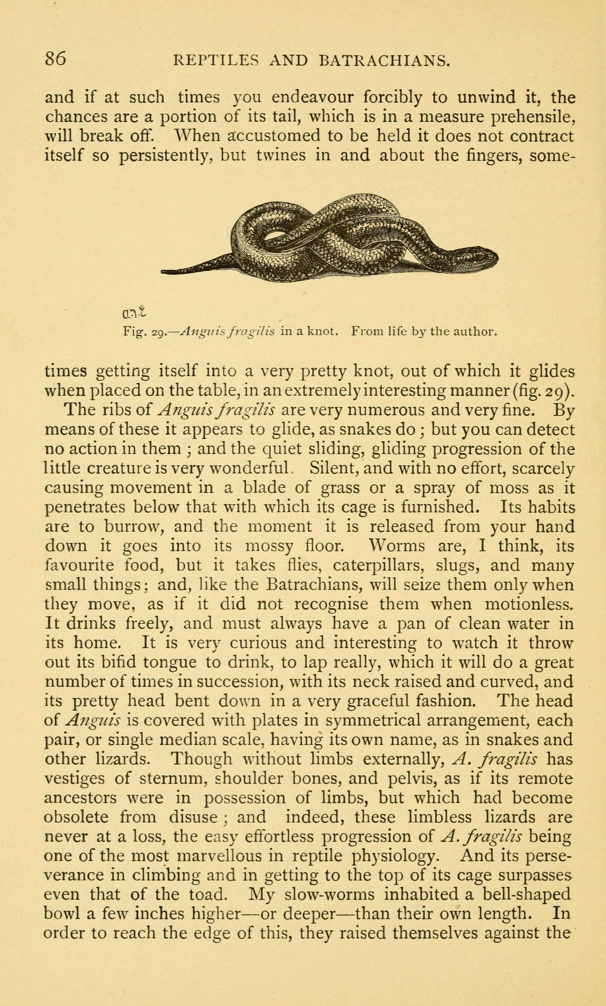 Image of Slow worm