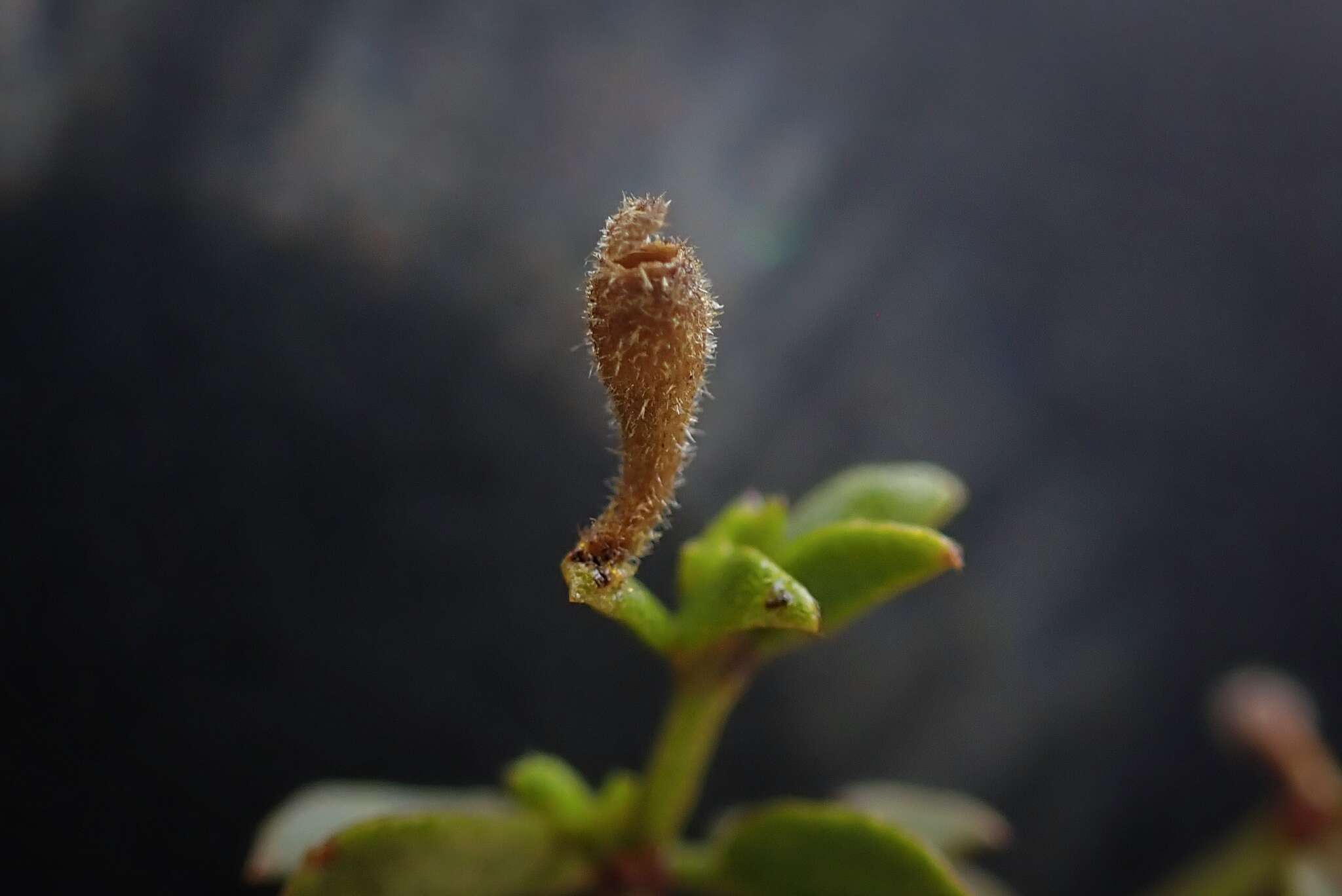 Image of Asphondylia pilosa Gagne 1990