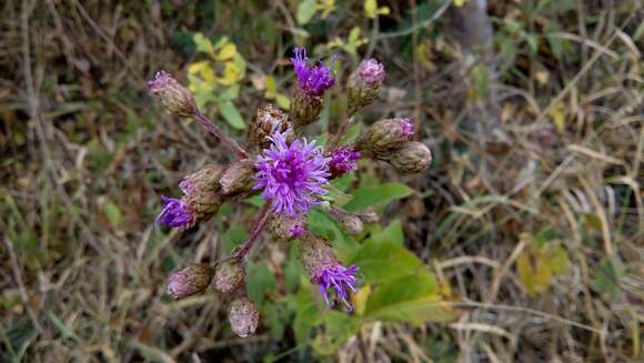 Image of Vernonia karvinskiana DC.