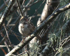 Image of Harris's Sparrow