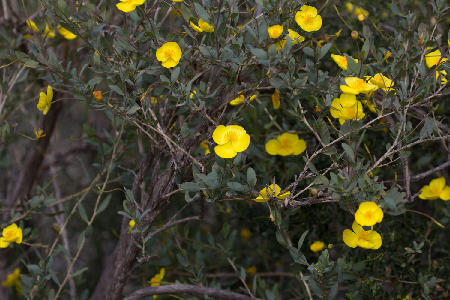 Image of tree poppy