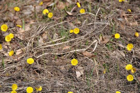 Image of coltsfoot