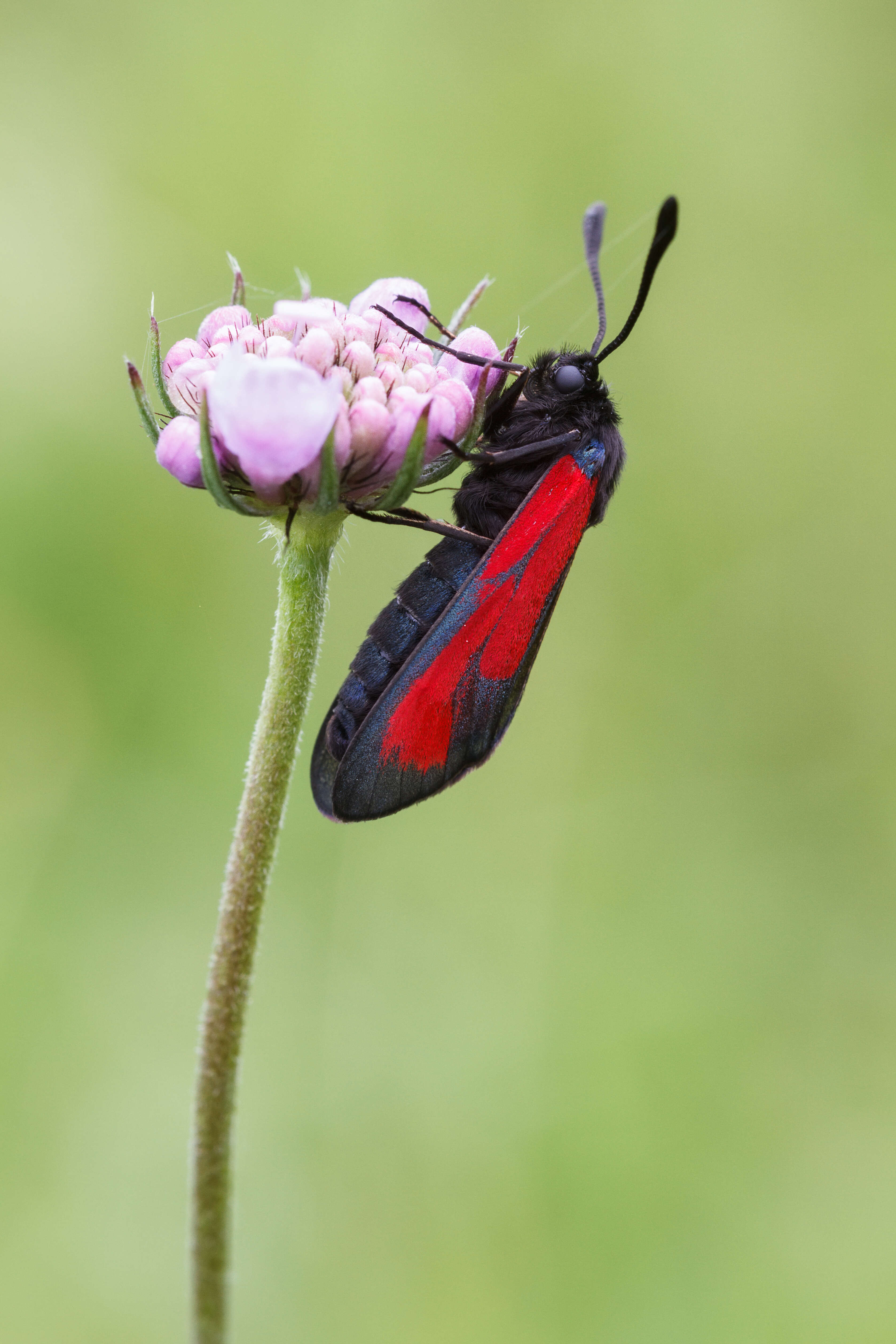 Plancia ëd Zygaena purpuralis Brünnich 1763