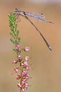 Image of Small Emerald Spreadwing