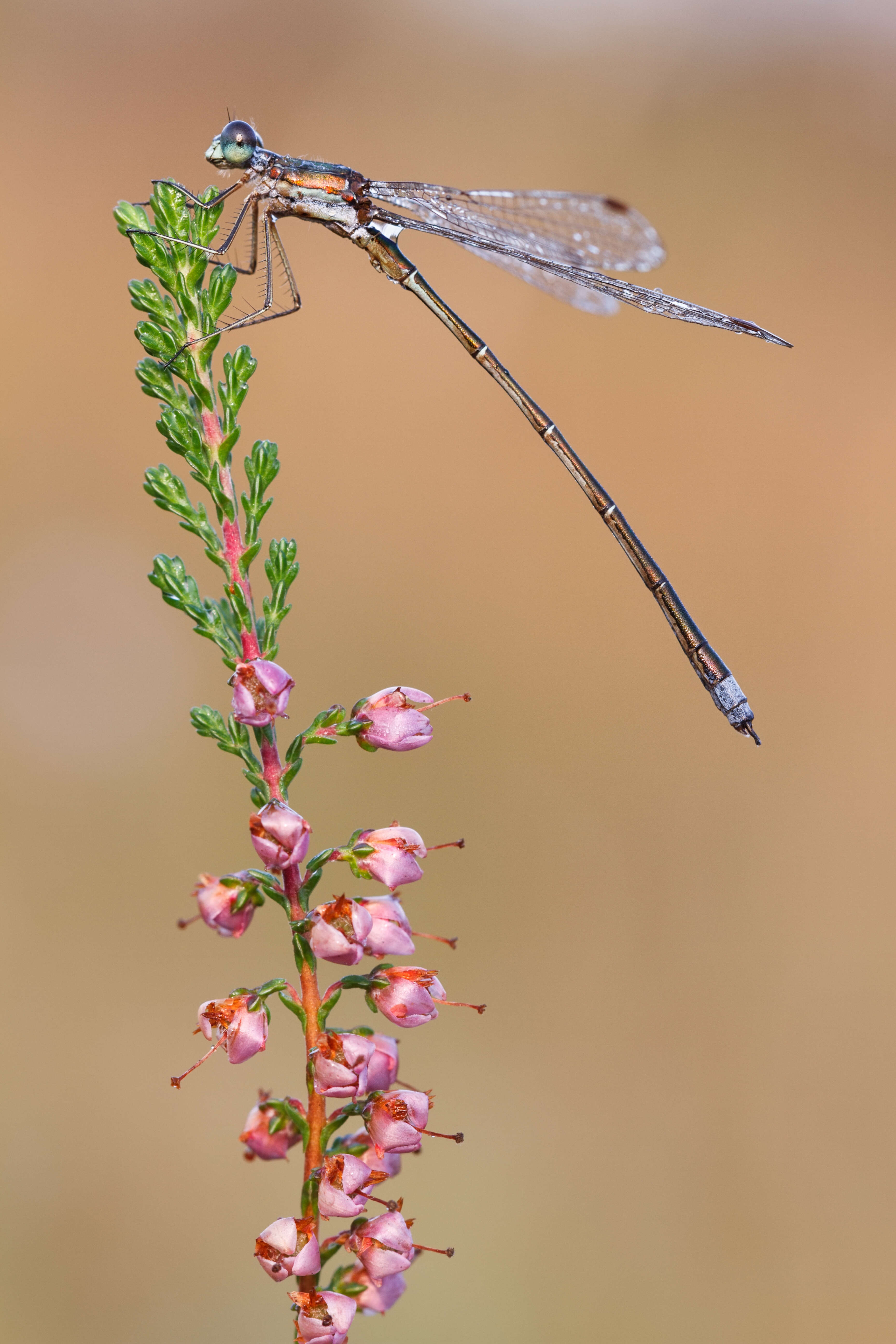 Image of Small Emerald Spreadwing