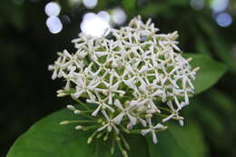 Image of Ixora finlaysoniana Wall. ex G. Don