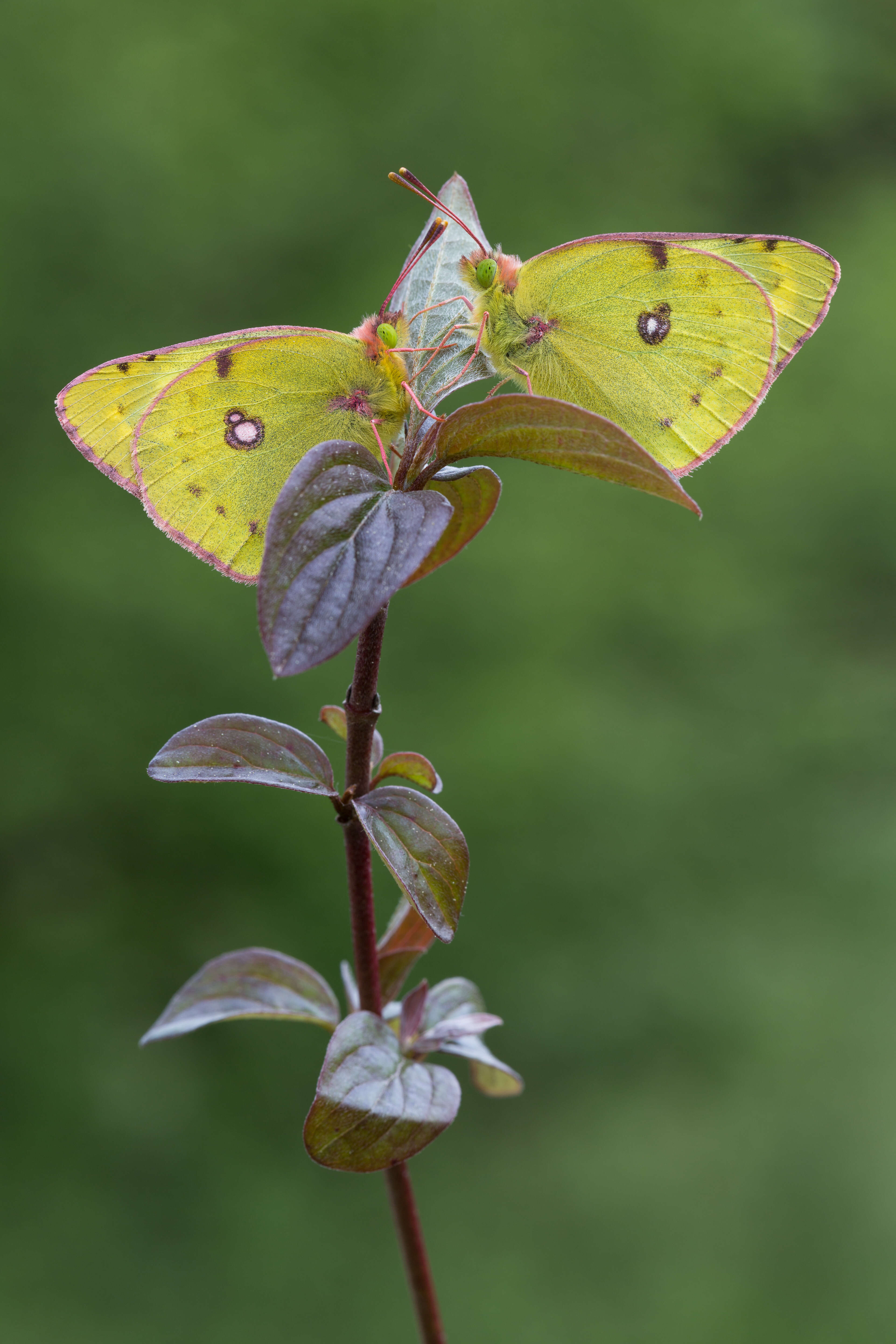 Image of clouded yellow