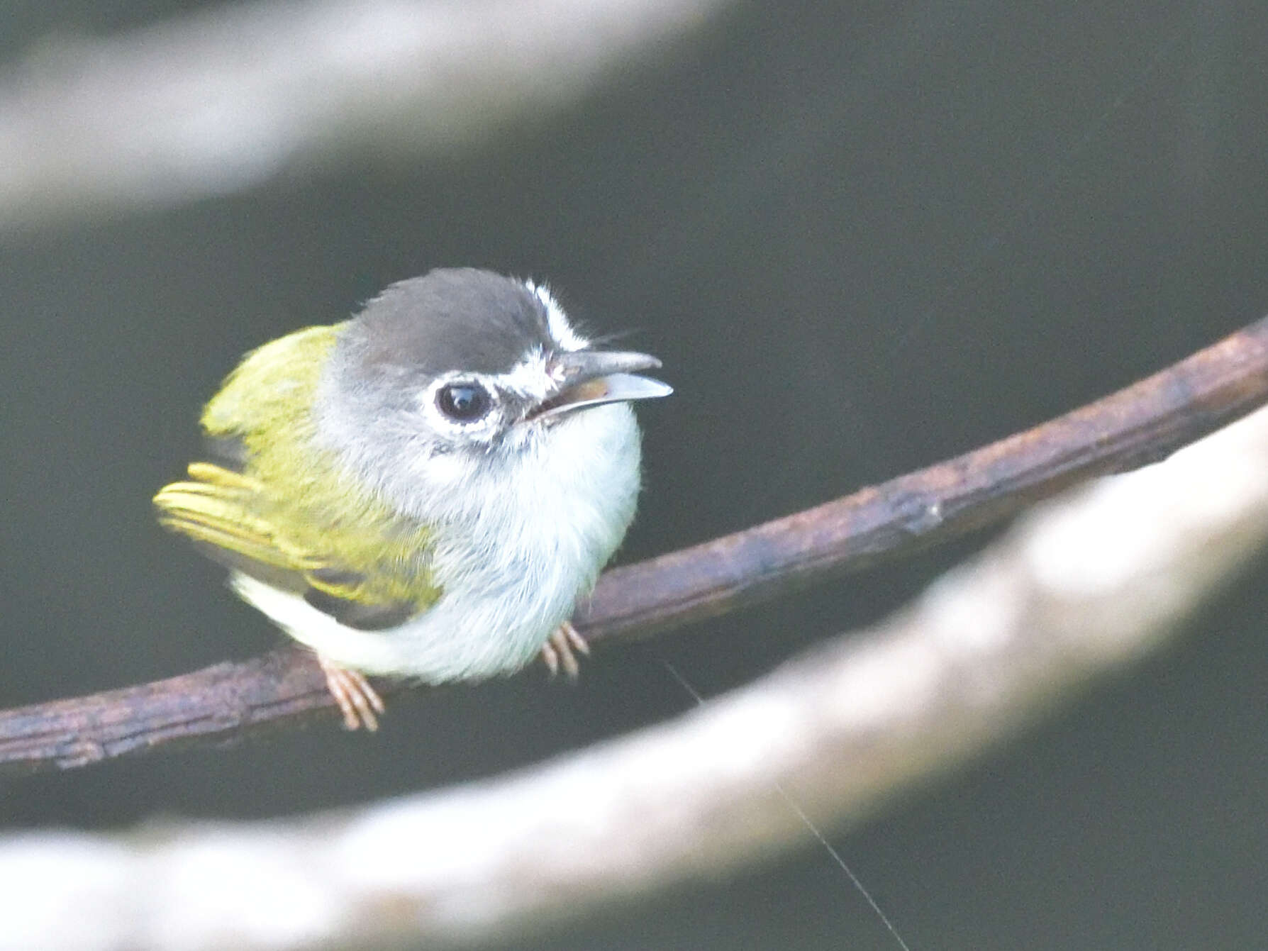 Myiornis atricapillus (Lawrence 1875)的圖片