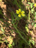 Image of grassy tarweed