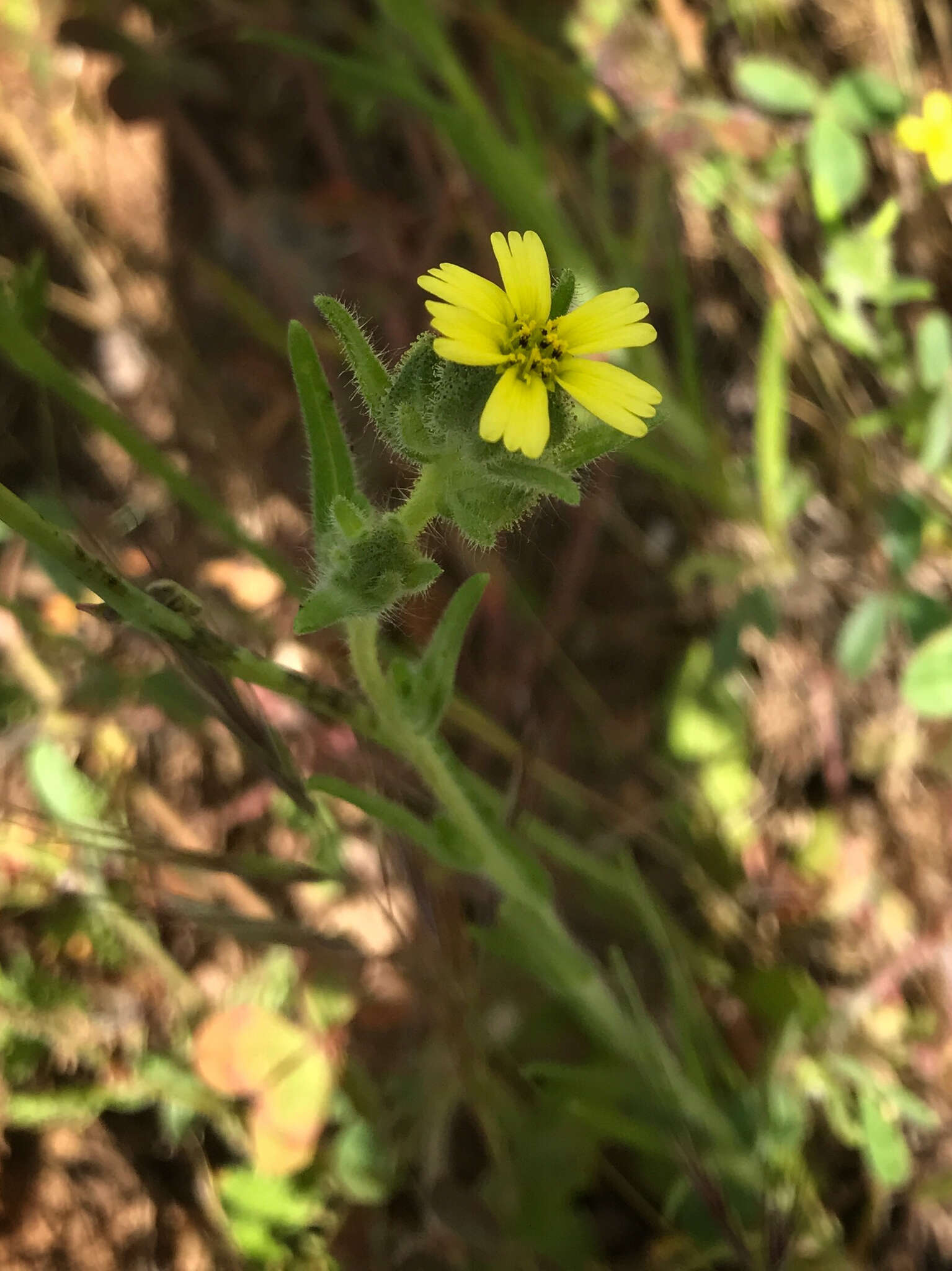 Image of grassy tarweed