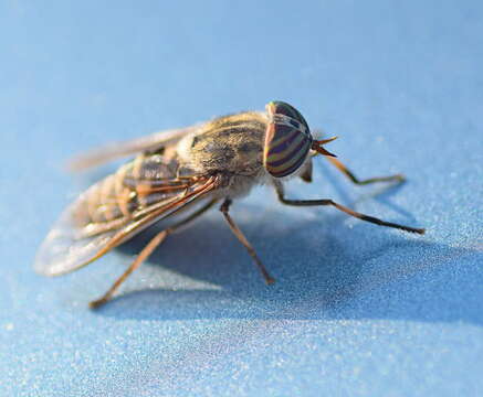 Image of downland horsefly